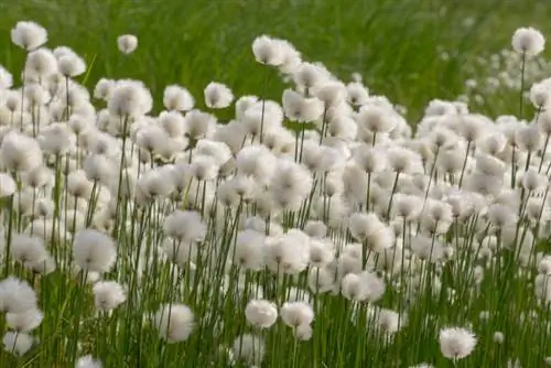 Floración del pasto de algodón: ¿Cuándo comienza el impresionante espectáculo?