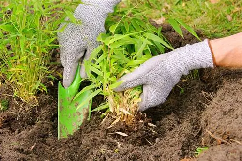 Odla jättebambu: odla och ta hand om det själv framgångsrikt