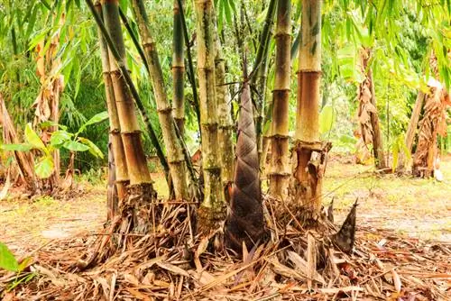 Barrera de raíces de bambú rojo