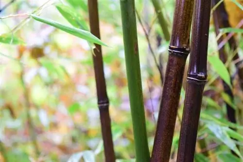 Hardy bamboo species: Is black bamboo suitable?