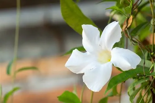 Mandevilla շագանակագույն տերևներ