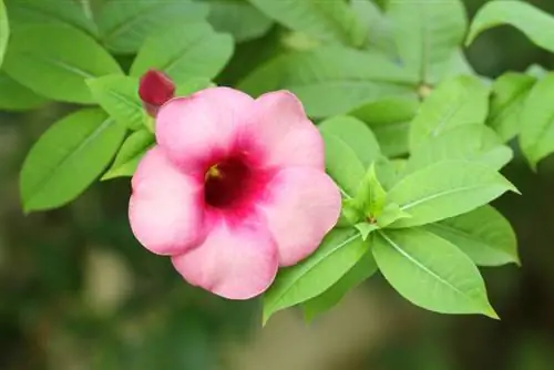 Mandevilla blomstrer ikke