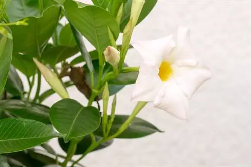 Dipladenia na varanda: dicas de cuidados para flores magníficas