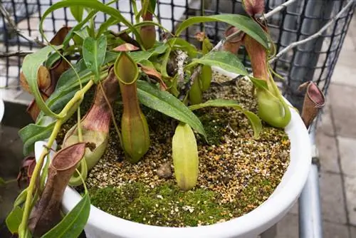 Which substrate is suitable for Nepenthes (pitcher plants)?