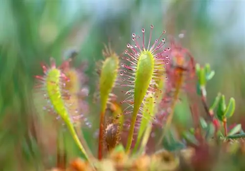 Drosera rūšys