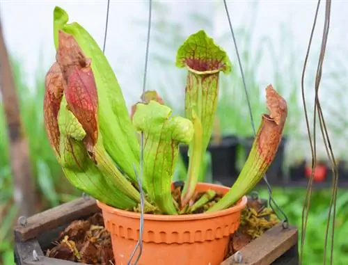 Sarracenia Hybrid: sveiki augalai per optimalią priežiūrą