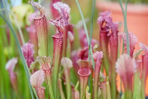 Sarracenia blossom