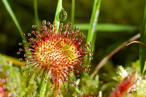 Drosera hooldus