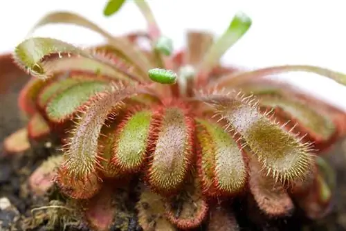 Verspreid Drosera