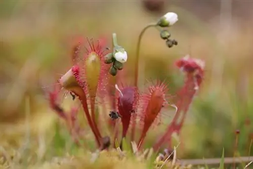 Drosera flower