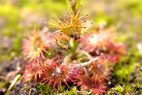 Drosera prezimljava