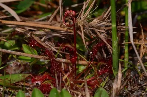 Mga buto ng Drosera