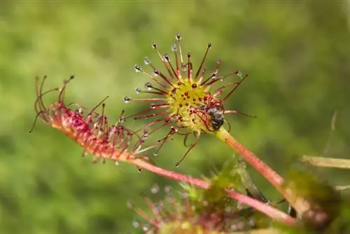 Fascinacija nad rosikami: profil posebnega mesojedca