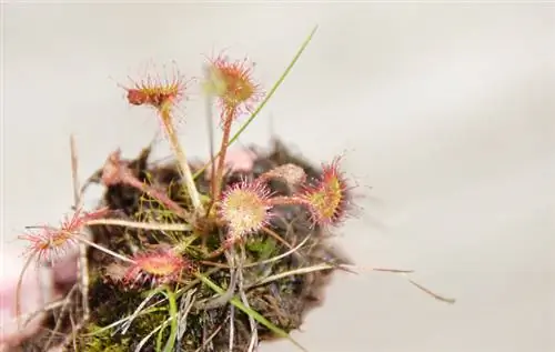 Repotting sundews: Quando e como melhor fazê-lo