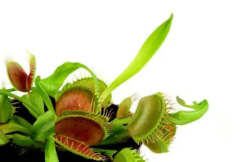 Venus flytrap: Ito ay kung paano makakamit ang pinakamainam na pangangalaga sa pang-araw-araw na buhay