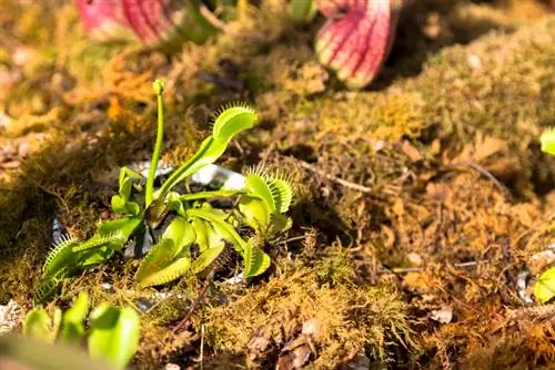 Venus atrapamoscas florece