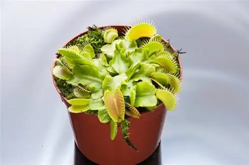 Verplaats Venus-flytrap