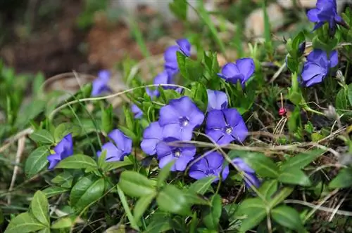 Plant små stedsegrønne planter