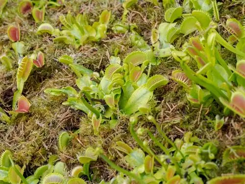 Venus flytrap: matagumpay na nagpapalaganap at nagpapanatili ng mga sanga