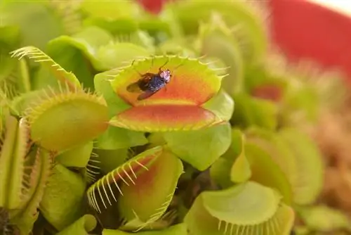 Venus flytrap sordid