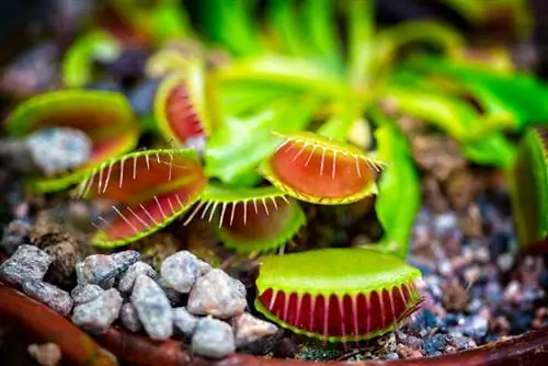 Flytraps de Vênus durante o inverno: é assim que você pode fazer isso com segurança