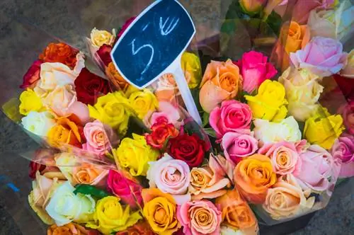 Why do roses cost so much? Backgrounds & facts