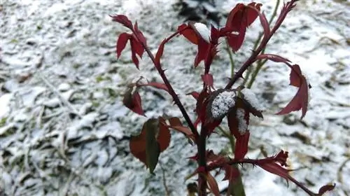 Rosas en invierno: cómo proteger de forma óptima tus plantas