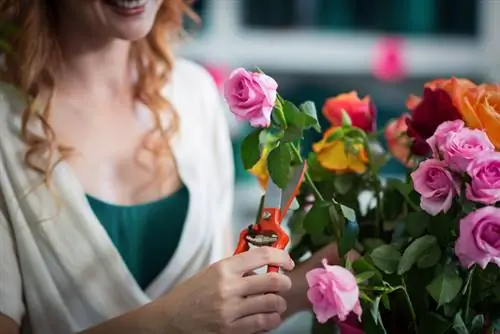 Mantenir les roses fresques i durant molt de temps: així funciona al gerro