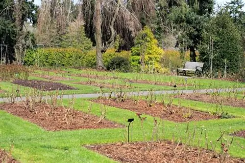 Mulching roses: Why bark mulch is not suitable