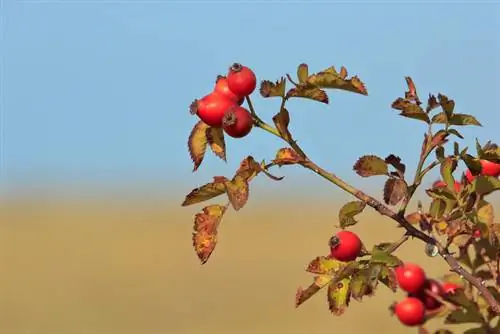 Salvando rosas: como reviver espécimes murchas