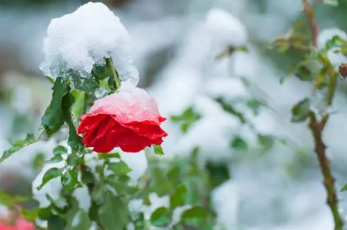 Tagliare le rose in inverno: quando e come farlo correttamente