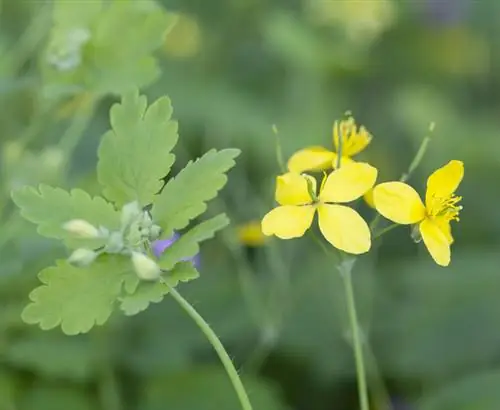 Celandine: Giftig of genesend? Feite en toepassingswenke