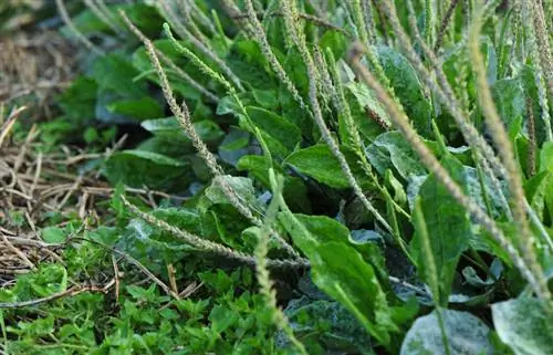 Paglaban sa broadleaf plantain: mabisang paraan at tip