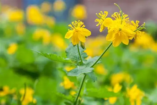 Celandine шинж чанар