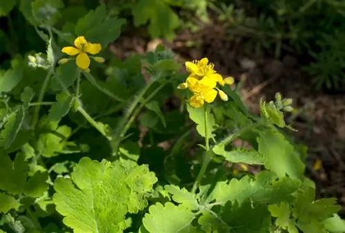 Mencari celandine: lokasi dan fitur khusus