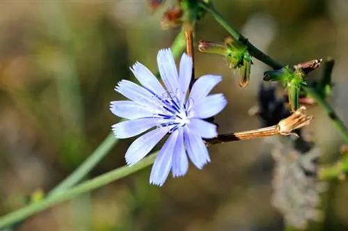 Sow chicory