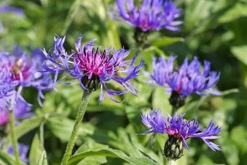 Knapweed de muntanya: així s'aconsegueix una cura òptima