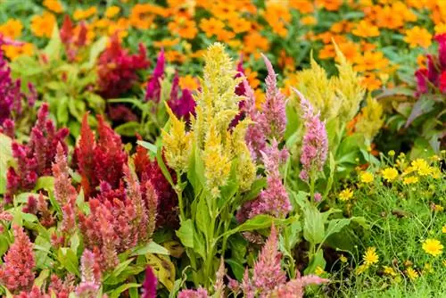 Feather bush sa taglamig: mga tip para sa matagumpay na pangangalaga