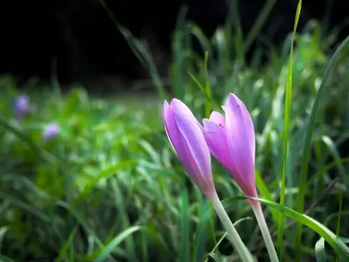 Plantez correctement les crocus d'automne - c'est ainsi que le festival des fleurs d'automne est réussi