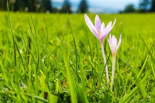 Herfskrokus in die tuin? Dit is hoe jy hulle permanent beveg