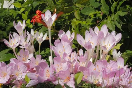 Autumn crocus: አደገኛ ለሰው እና ለእንስሳት መርዝ ነው?