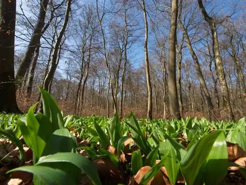 Күзгі крокус па әлде жабайы сарымсақ па? Осылайша сіз қауіпсіз түрде ажырата аласыз