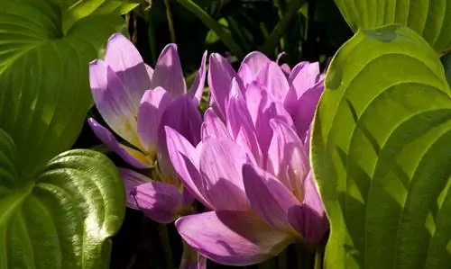 Feuilles de crocus d'automne