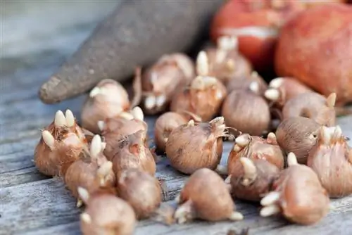 Wanneer herfstkrokus planten?