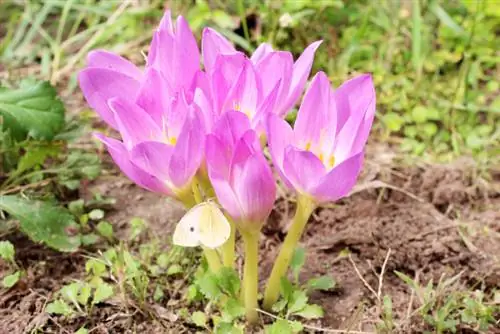 Quando o açafrão de outono floresce?