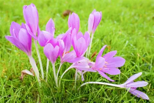 Crocus աշնանային կրոկուս