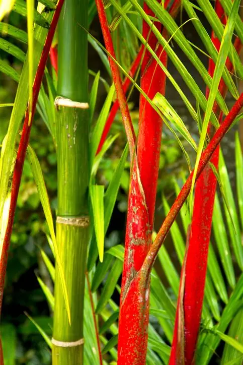 Menyiram buluh merah