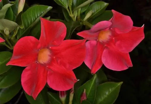 หน่อของ Mandevilla