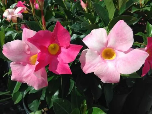 Mandevilla traffic light