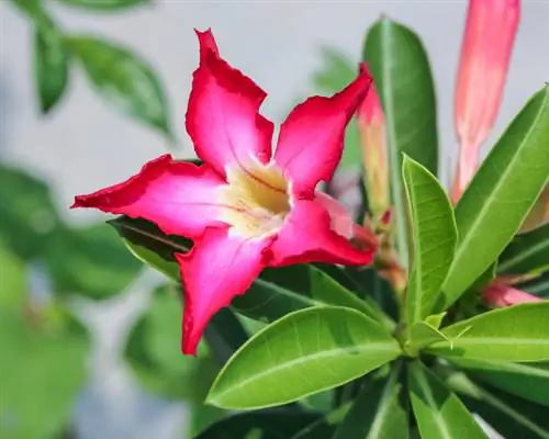 Dipladenia Bonsai: stapsgewijze instructies voor het vormgeven